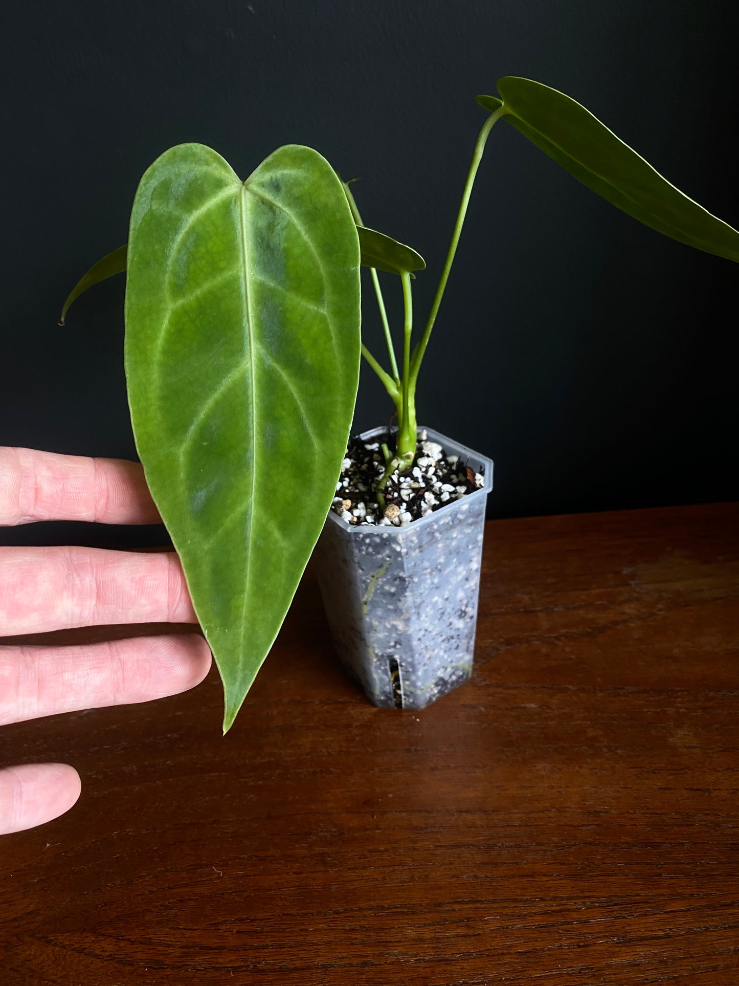 Anthurium Warocqueanum X open | 7 cm pot