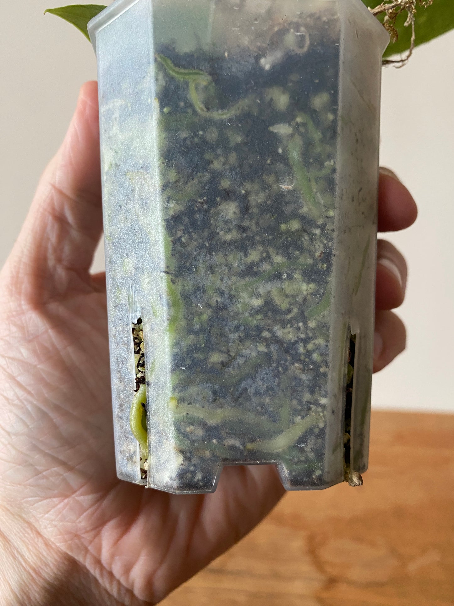 Anthurium Forgetii X Magnificum Silver | 7 cm pot