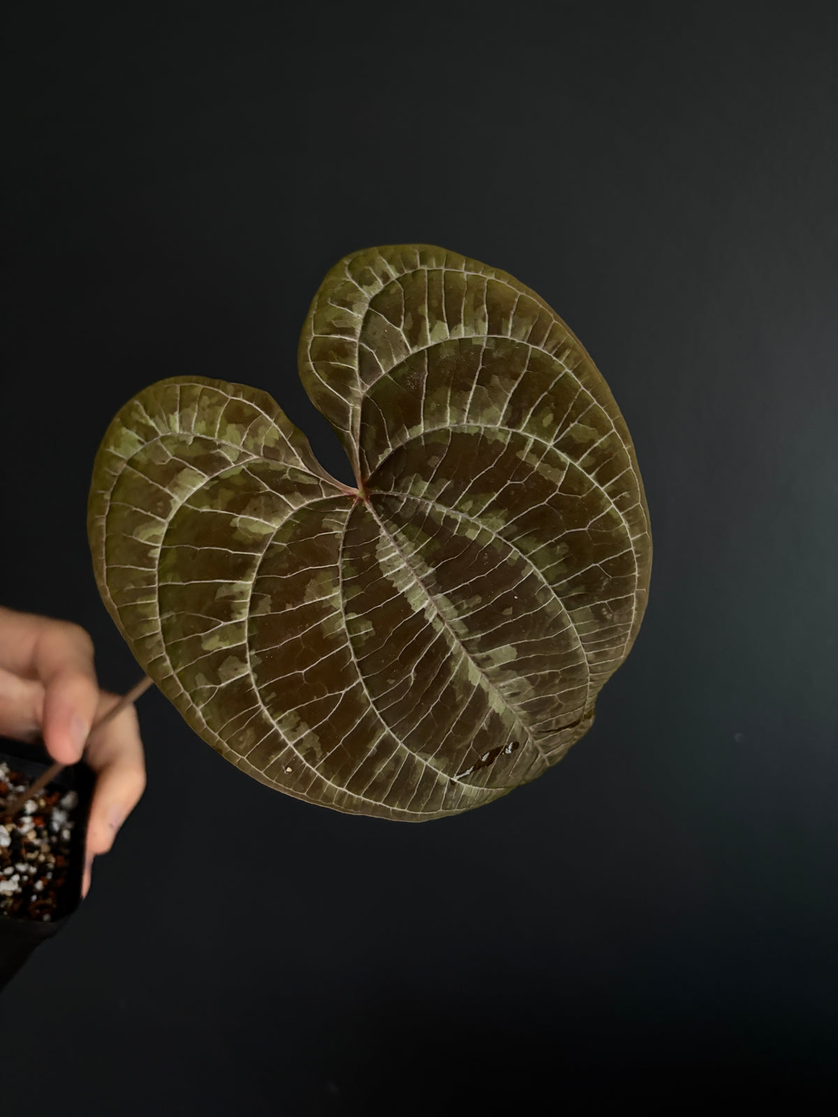 Dioscorea Discolor | 6 cm pot [C]