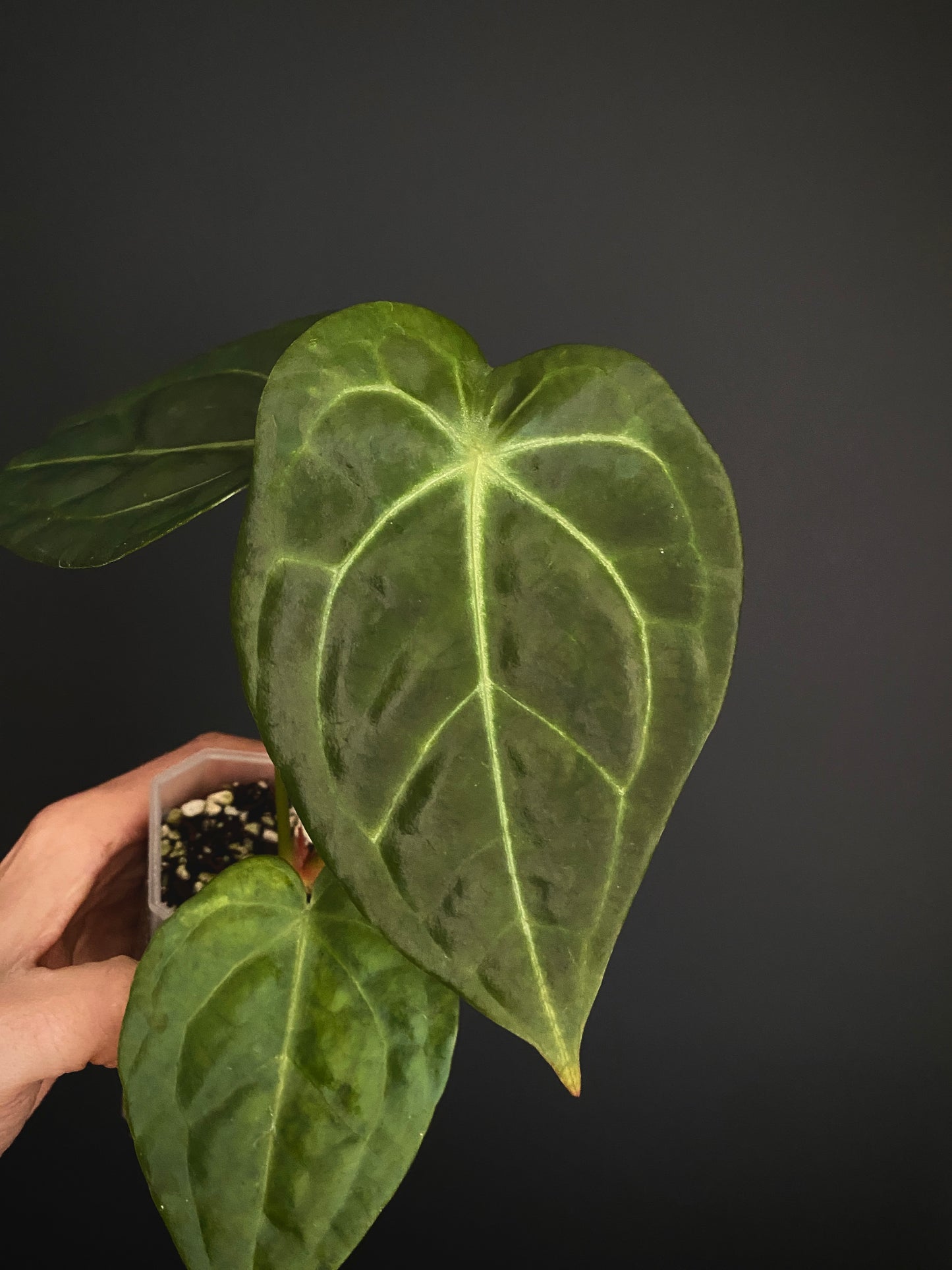 Anthurium Delta Force X Forgetii | 7 cm pot