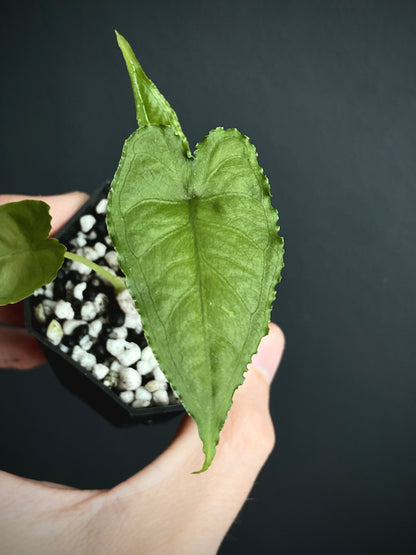 Alocasia Olanii | 5 cm pot [A]