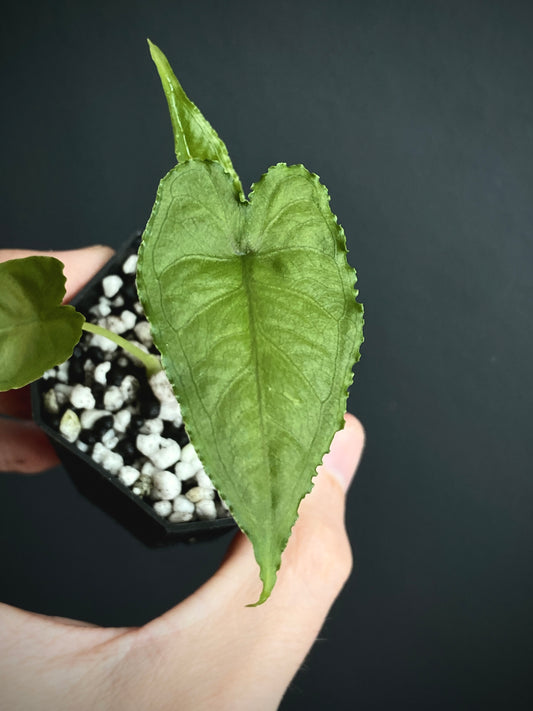 Alocasia Olanii | 5 cm pot [A]