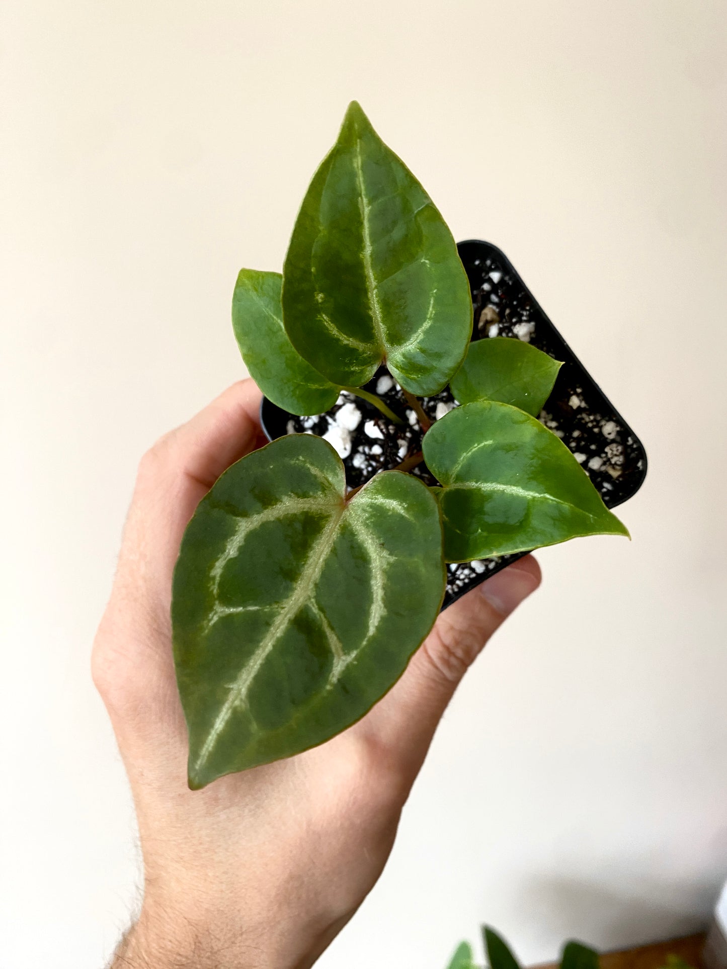 Anthurium Crystal var x Michelle (non-variegated) | 6 cm pot