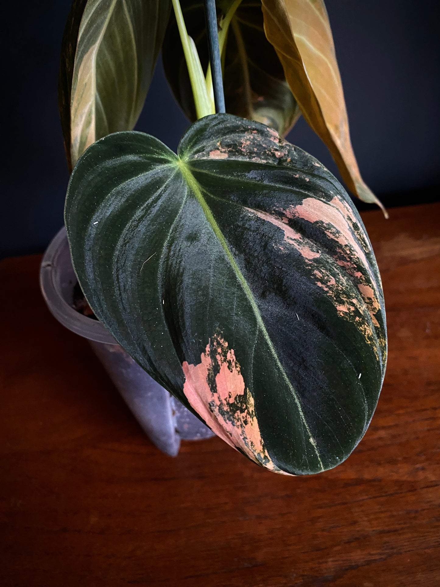 Philodendron Melanochrysum Orange variegata | 12 cm pot [B]