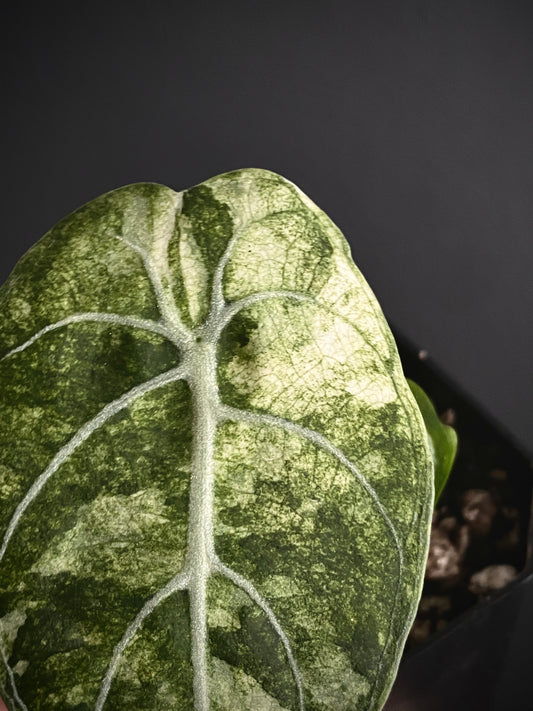 Alocasia Watsoniana doff albo/pink variegated | 5 cm pot [B]