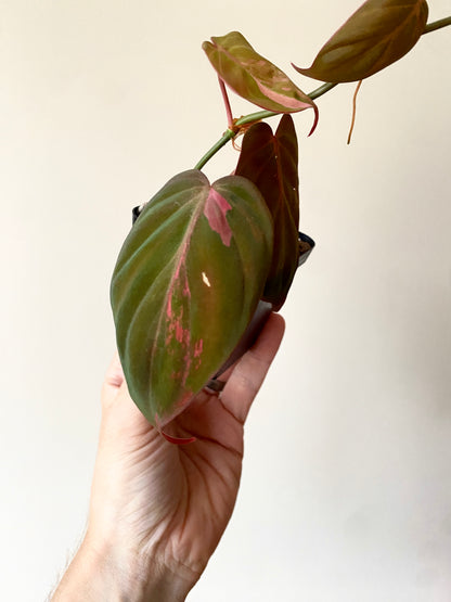 Philodendron Micans pink variegata (low var) | 7 cm pot