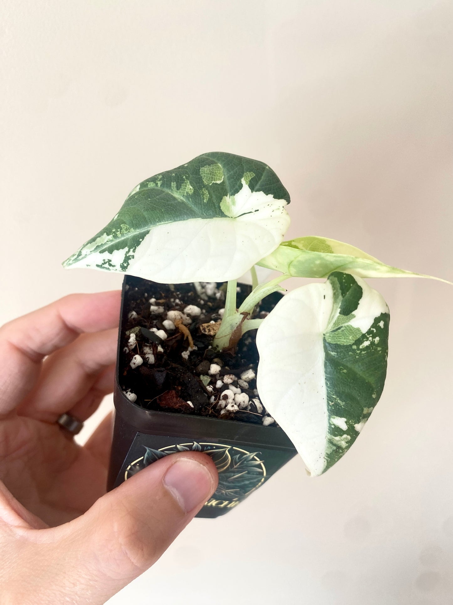 Alocasia Maharani albo variegated | 7 cm pot