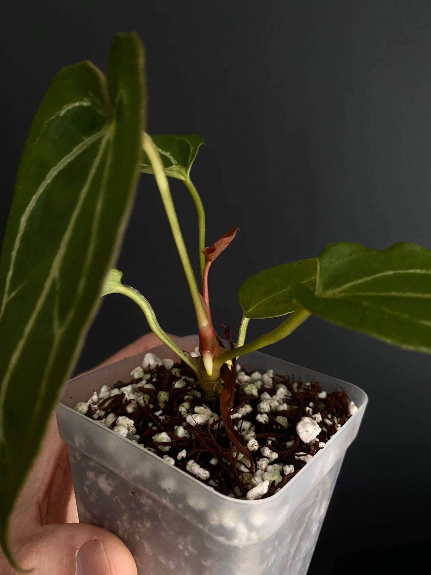Anthurium Forgetii thunderbolt X self | 7 cm pot