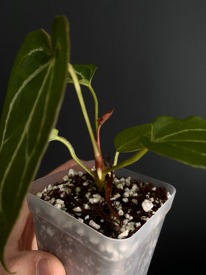 Anthurium Forgetii thunderbolt X self | 7 cm pot