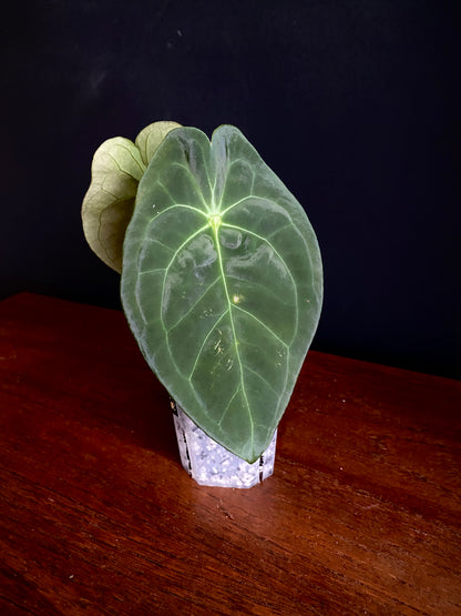 Anthurium Papillaminum X Forgetii dark form | 7 cm pot