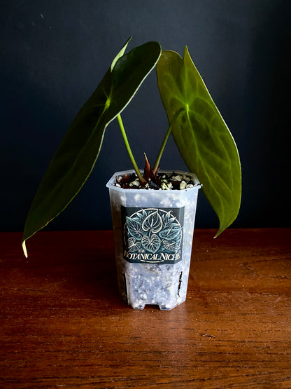 Anthurium Papillaminum X Forgetii dark form | 7 cm pot