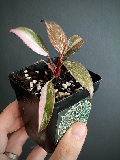 Philodendron Pink Princess | 7 cm pot
