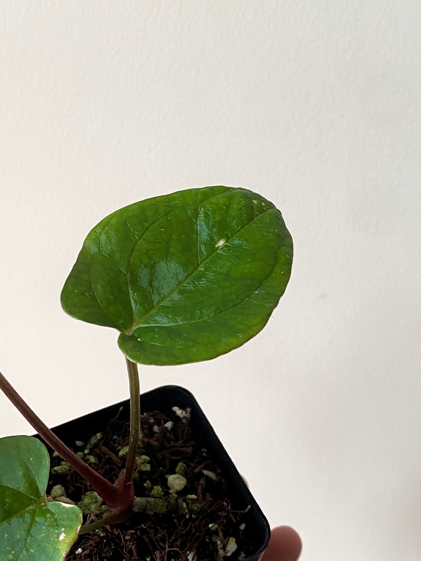 Anthurium (FTG x Fort Sherman) X (NoID Code Red x Papillaminum A+) | 6 cm pot