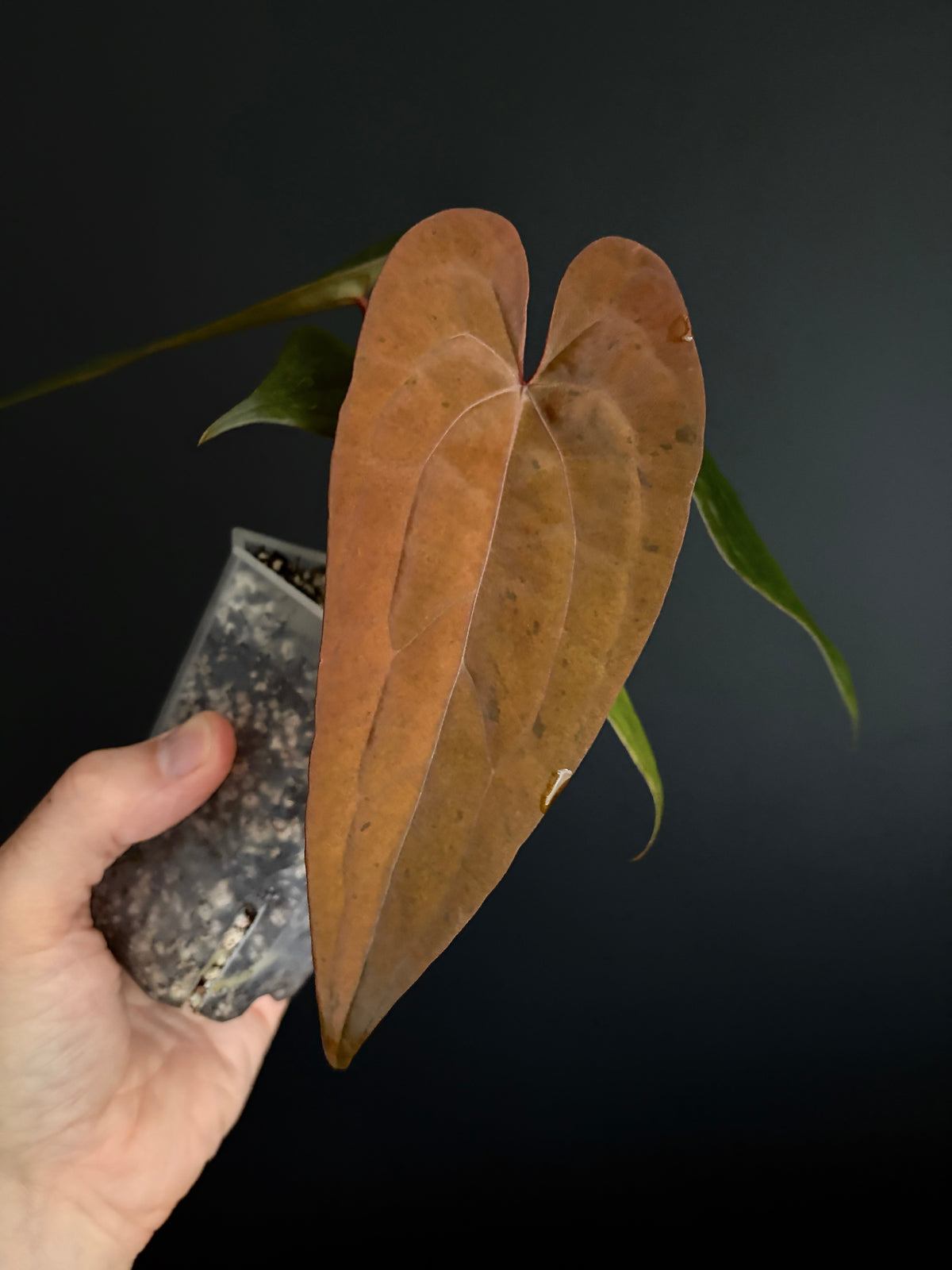 Anthurium RVDP (self) mint variegated | 7 cm pot [B]