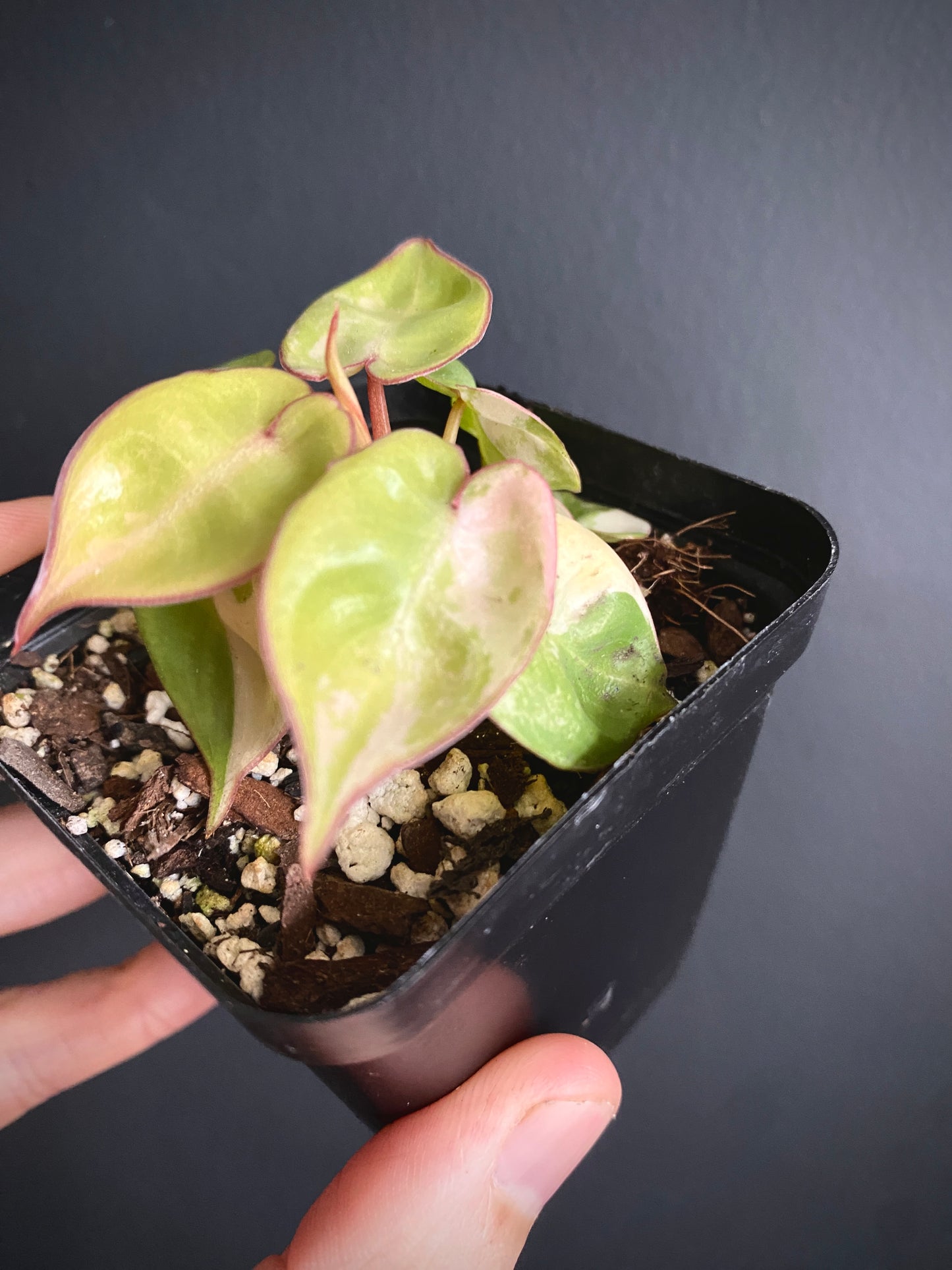Philodendron Billietiae variegated | 7 cm pot [B]