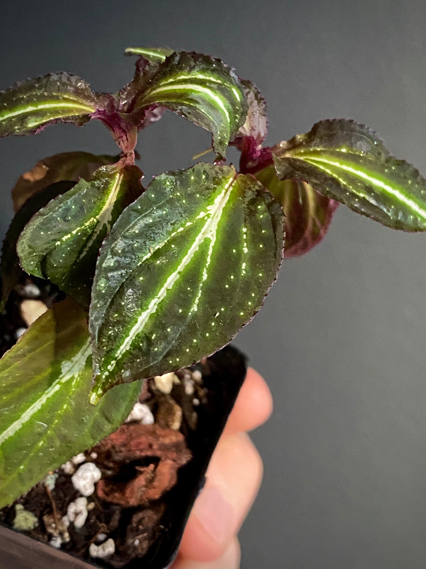 Sonerila sp. Borneoensis  | 6 cm pot [A]