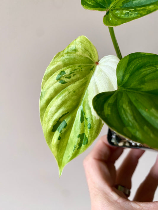 Philodendron Plowmanii variegata | 7 cm pot