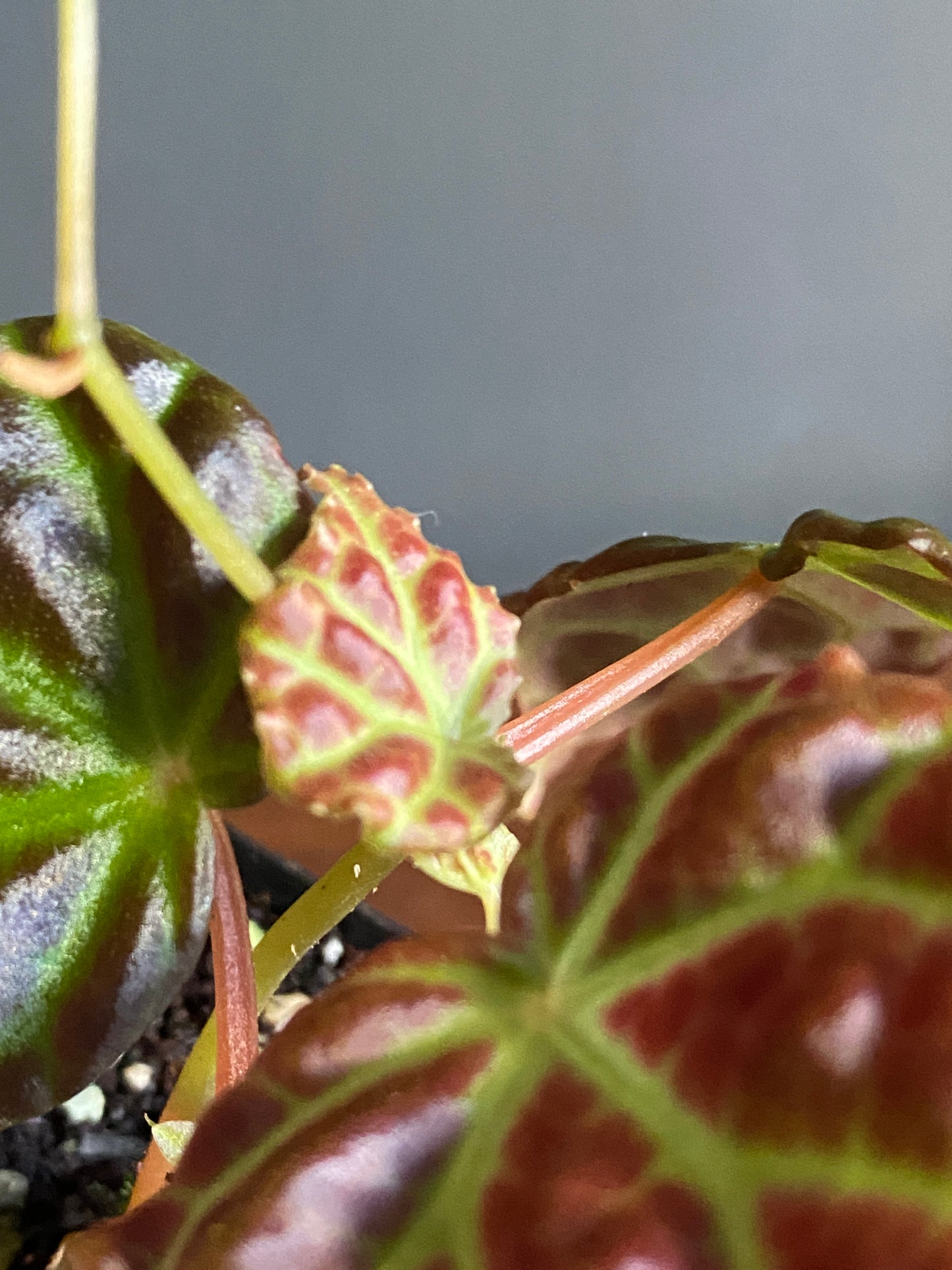 Begonia Dracopelta X Sarawak | 6 cm pot [A]