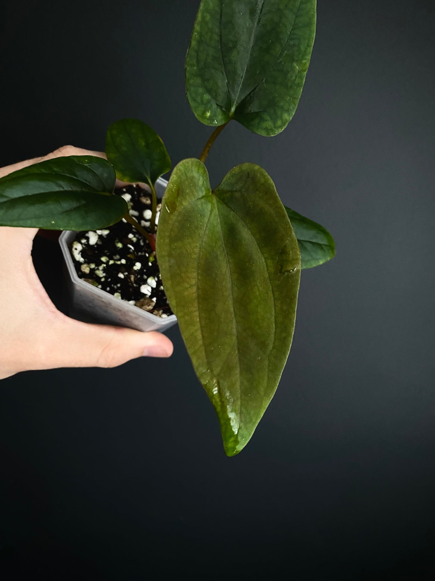 Anthurium Portillae 'Dorito' S2 | 7 cm pot [B]