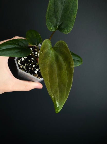 Anthurium Portillae 'Dorito' S2 | 7 cm pot [B]