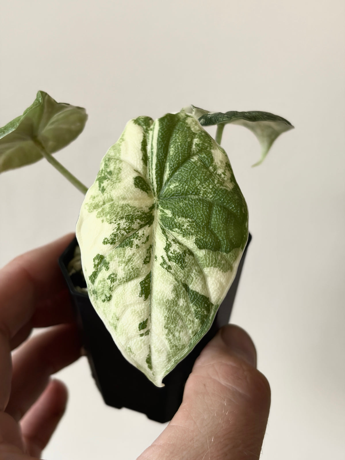 Alocasia Melo Albo variegata | 5 cm pot