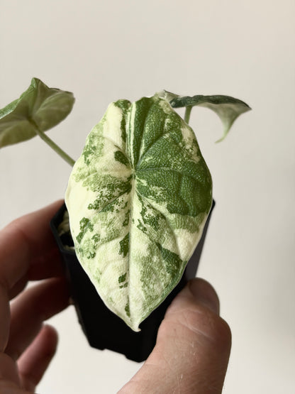 Alocasia Melo Albo variegata | 5 cm pot