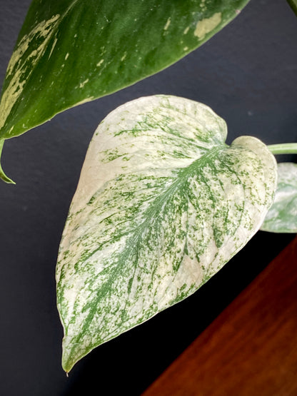 Monstera Deliciosa Mint variegated | 7 cm pot (C)