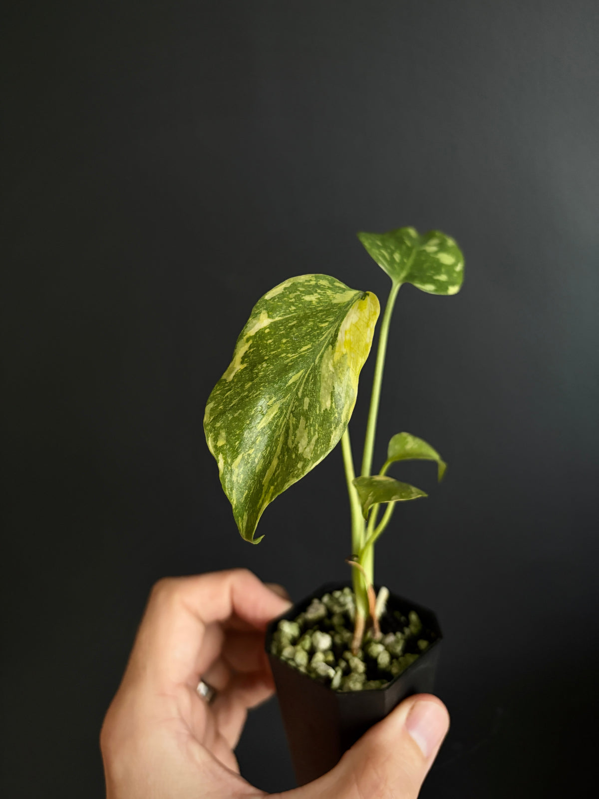 Monstera Deliciosa Electrolyte | 5 cm pot [A]