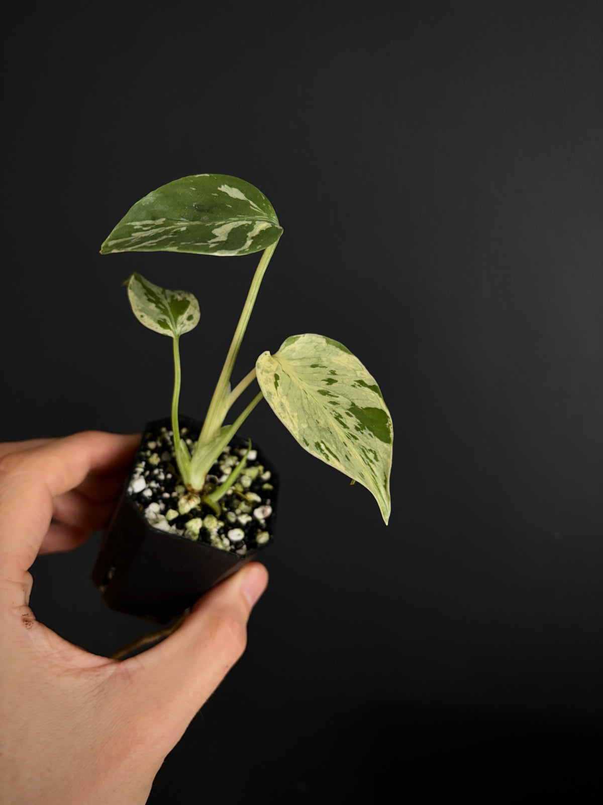 Monstera Deliciosa Bulbasaur | 5 cm pot