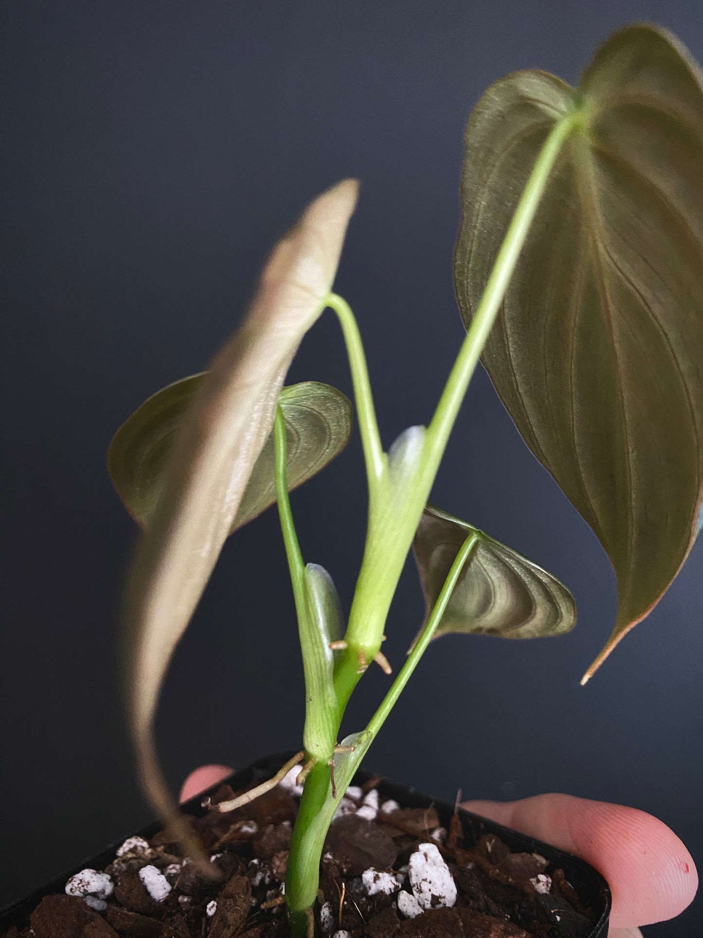 Philodendron Melanochrysum variegata | 7 cm pot