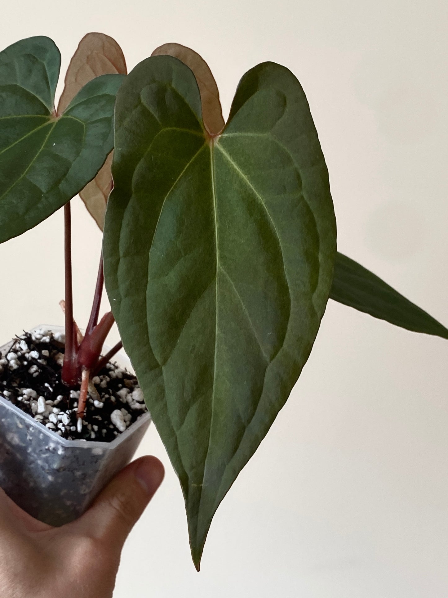 Anthurium Pap var X RVDP mint variegated | 7 cm pot