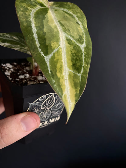 Anthurium Pap.Crystal var X Tezula Red Crystallinum | 7 cm pot [C]