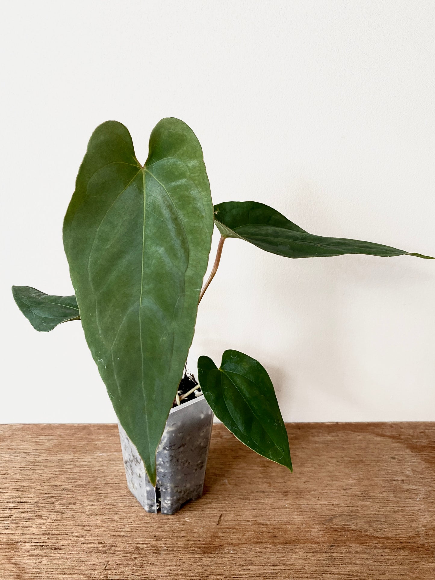 Anthurium Golden Eagle X BVEP (R.FxF) | 7 cm pot [B]