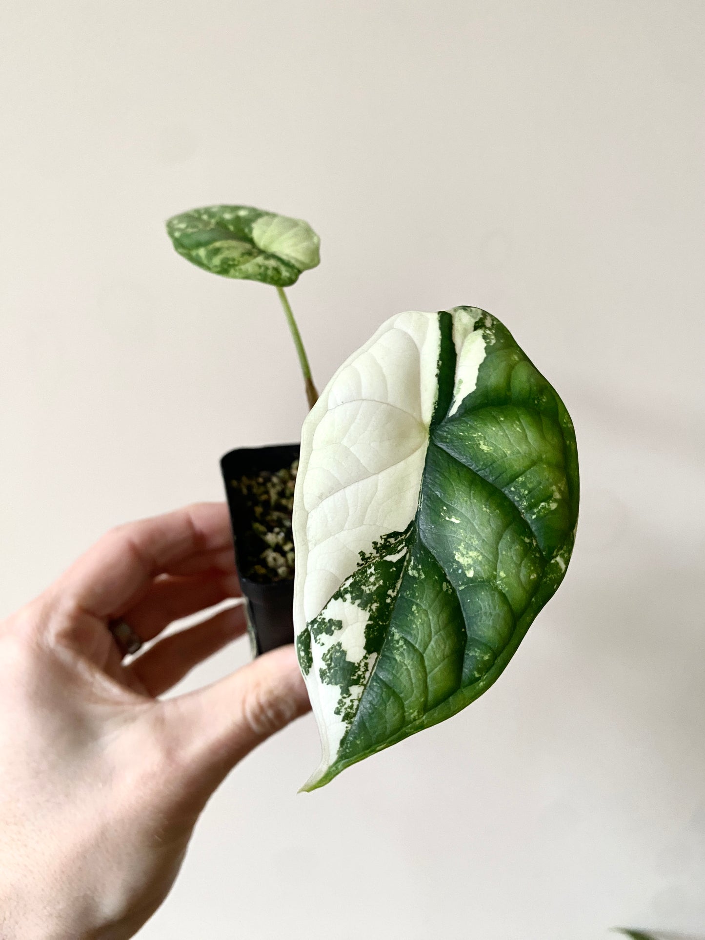 Alocasia Dragonscale Albo variegata | 6 cm pot [B]