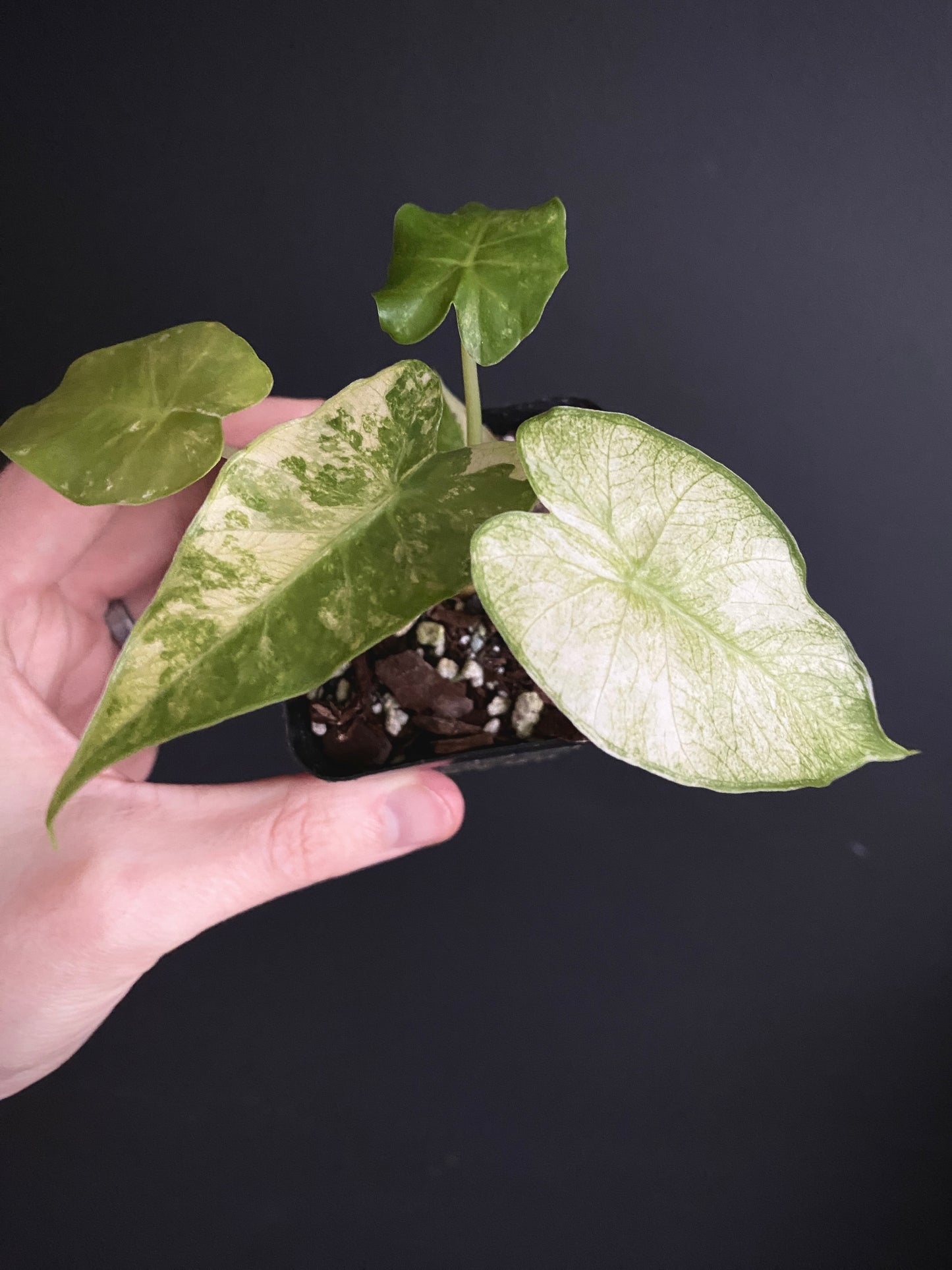 Alocasia Gageana Albo variegated | 7 cm pot