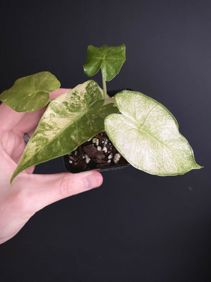Alocasia Gageana Albo variegated | 7 cm pot