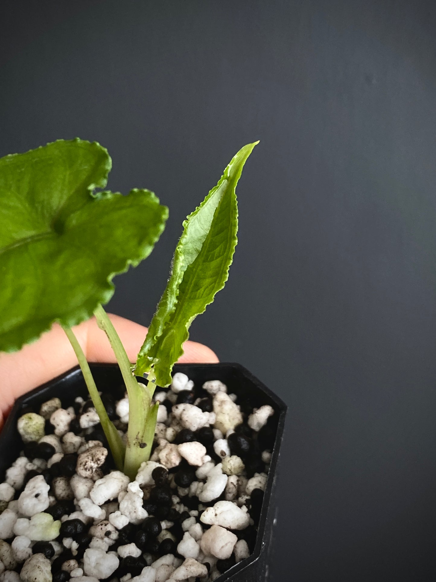 Alocasia Olanii | 5 cm pot [A]
