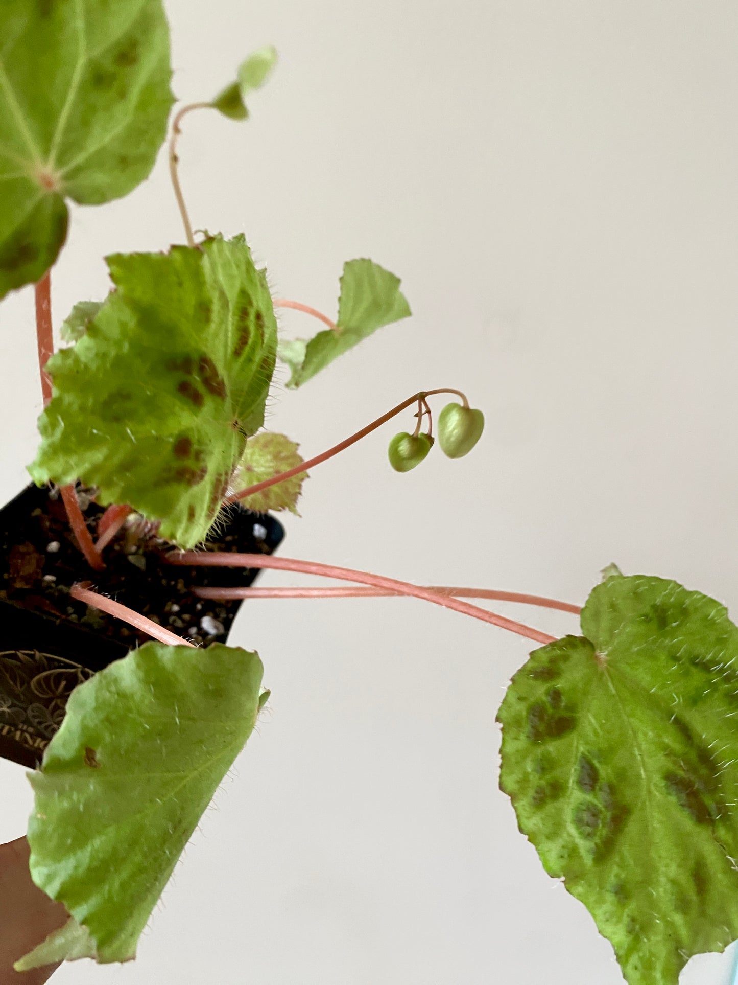 Begonia sp. Padang Lawas | 6 cm pot