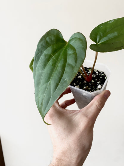 Anthurium Fort Sherman X Luxurians | 7 cm pot