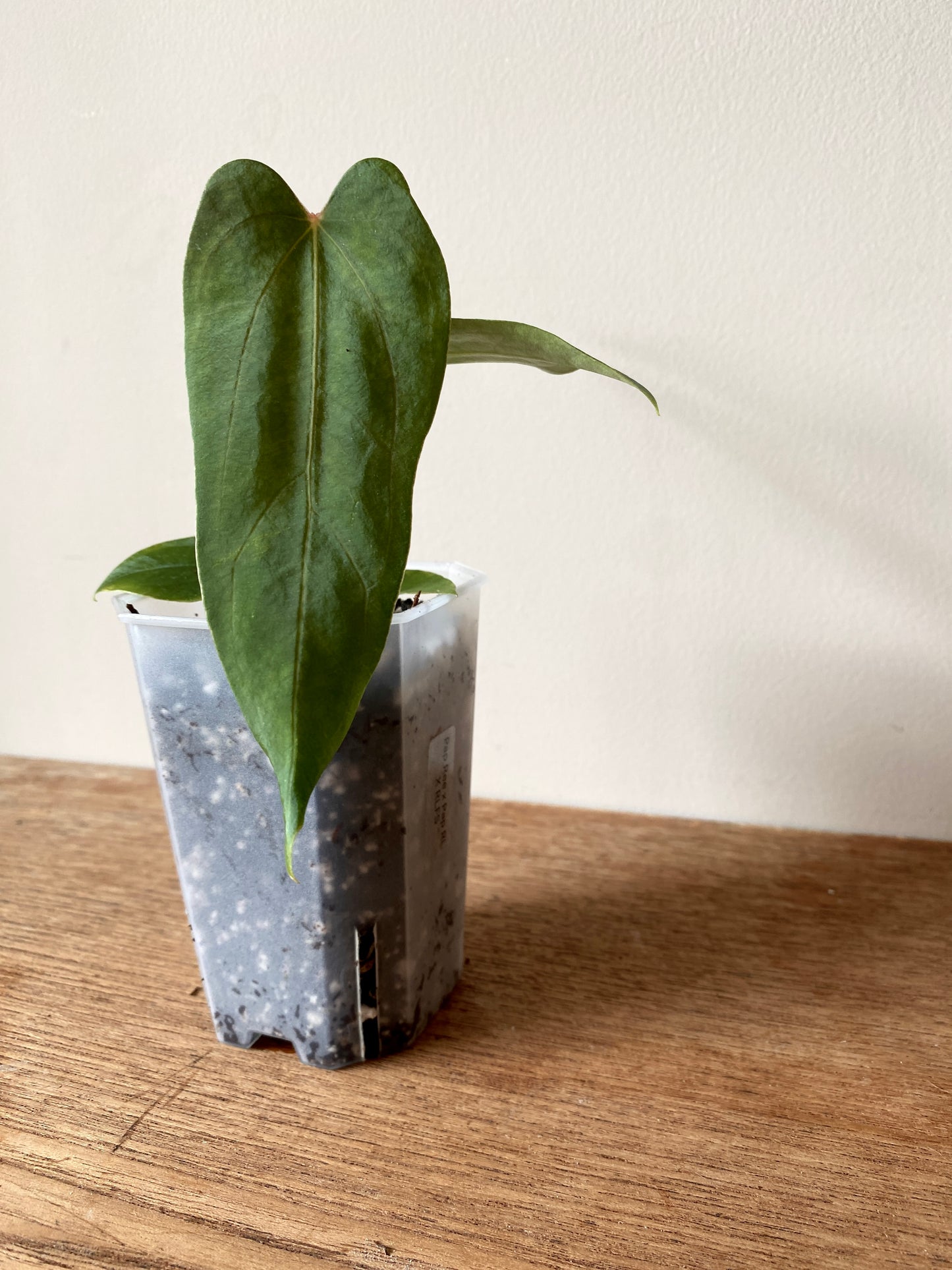 Anthurium Papillilaminum (Ree Gardens x RL) X RLFS | 7 cm pot [B]