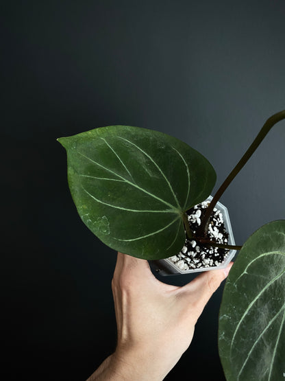 Anthurium King of Spades (KOS/HU) | 7 cm pot