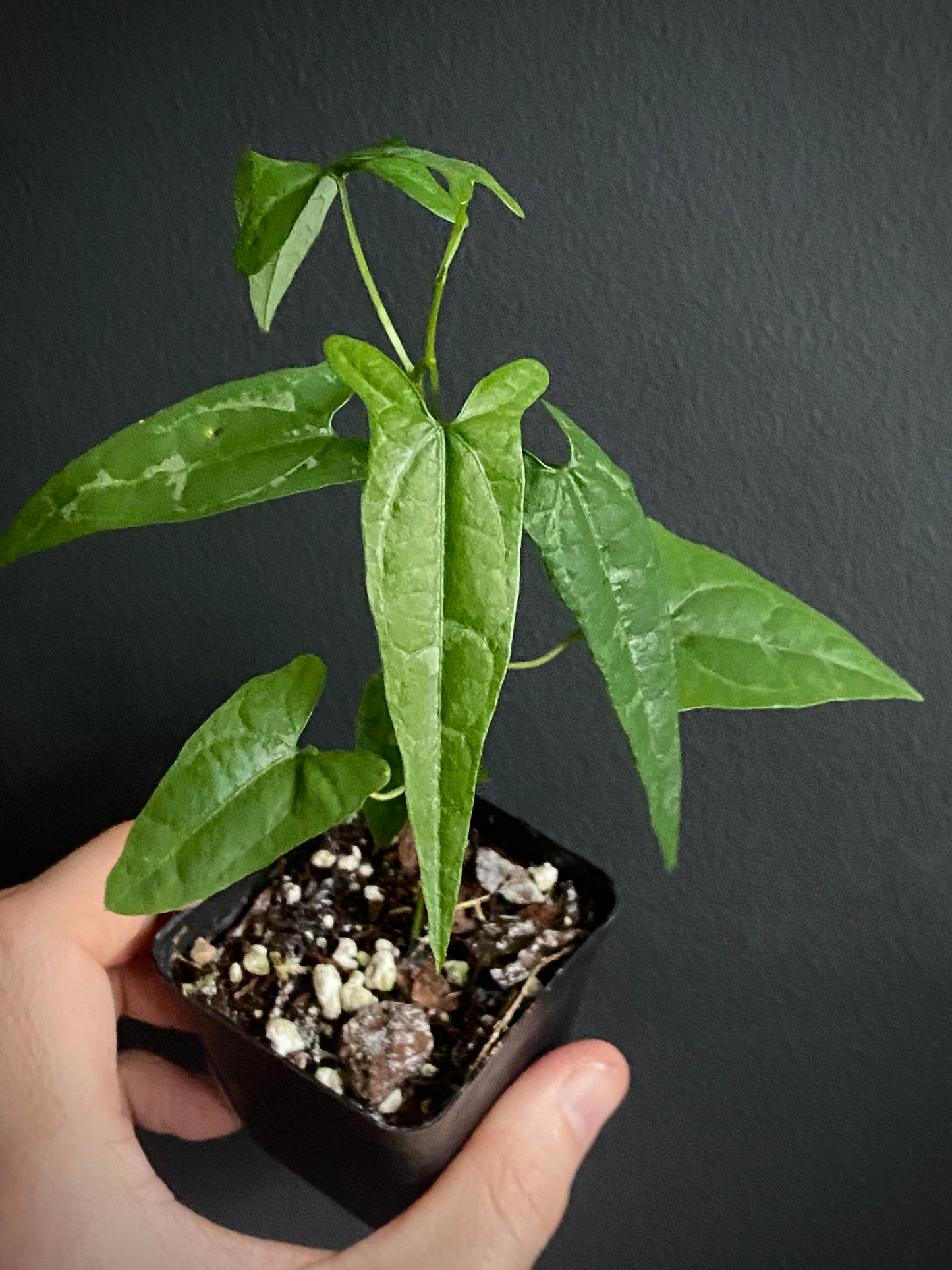 Dioscoria sp. Peru | 6 cm pot