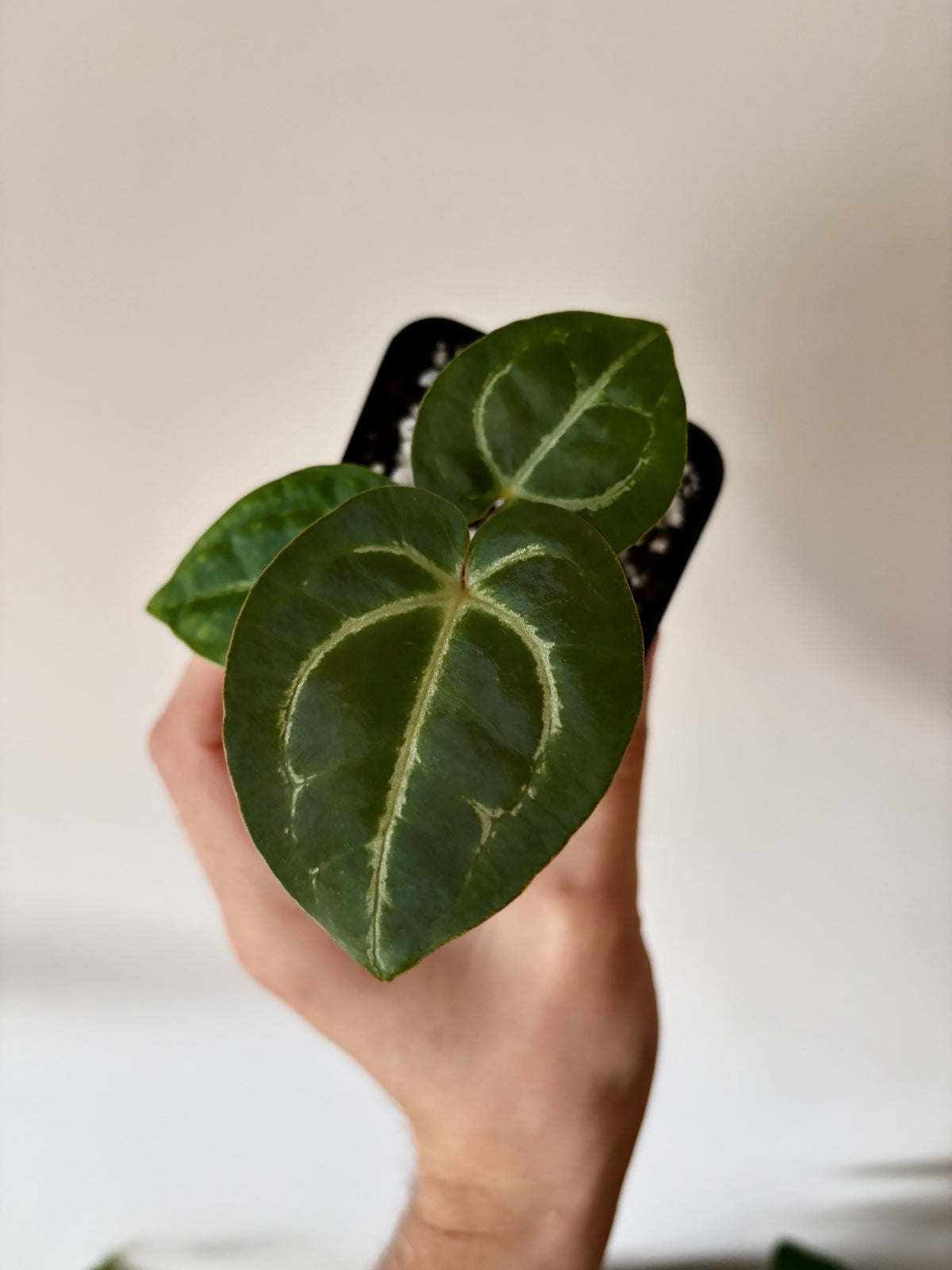 Anthurium Megatron X Black Venom (non-variegated) | 6 cm pot [A]