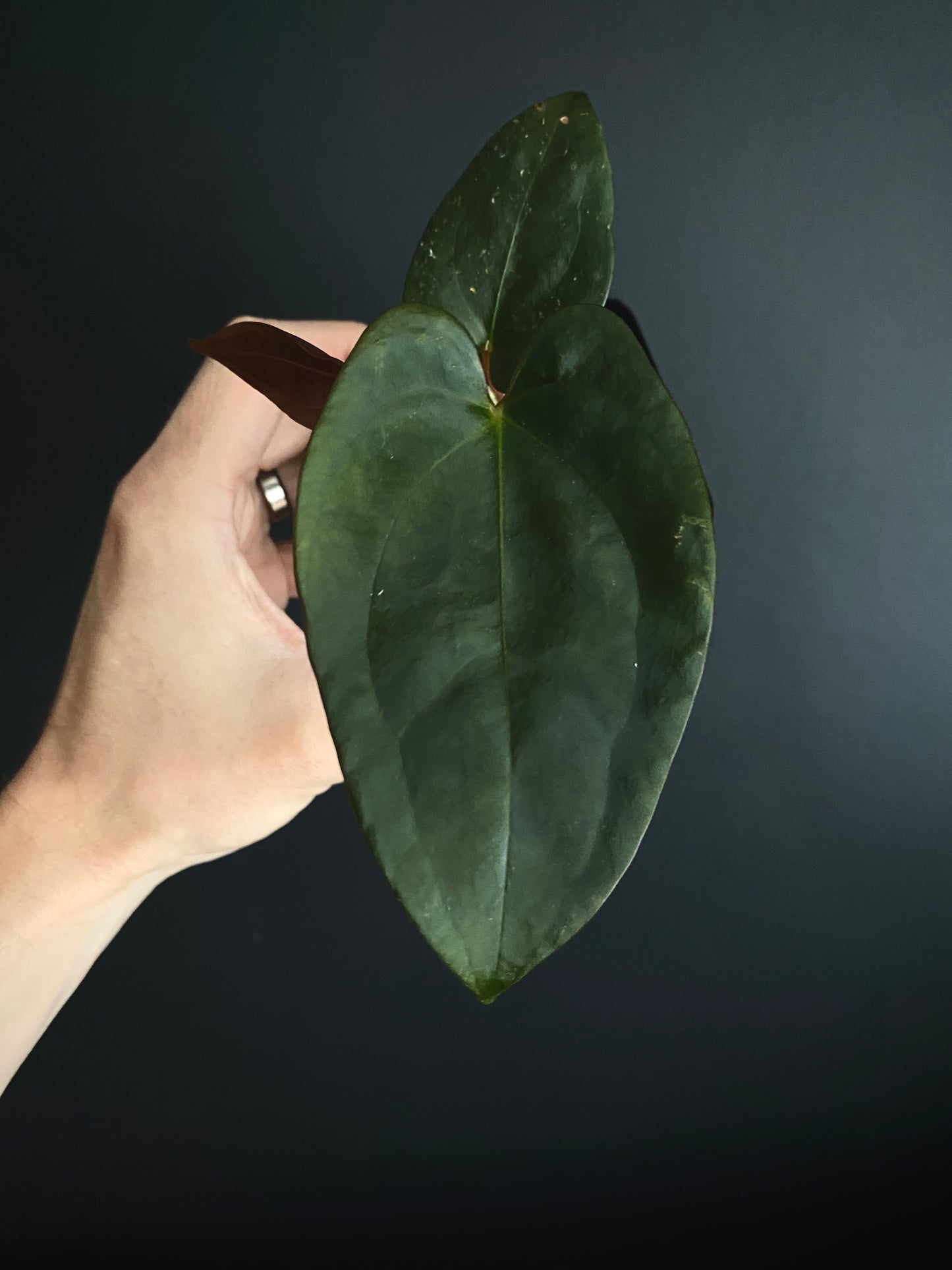 Anthurium Velvet Moira (Papillilaminum x Subsignatum) X Portillae | 7 cm pot