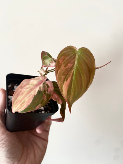 Philodendron Micans variegata | 7 cm pot [B]