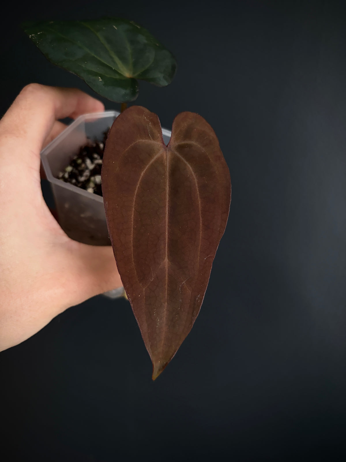 Anthurium (DressCarla x BVEP) X (Carlablackiae x Papillilaminum) | 7 cm pot [A]
