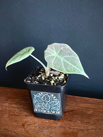 Alocasia Maharani | 7 cm pot