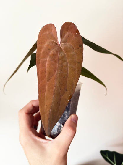 Anthurium RVDP (self) mint variegated | 7 cm pot [B]