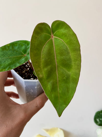 Anthurium (Carlablackiae X Dressleri RG) X (Besseae x Papillilaminum) | 7 cm pot [B]