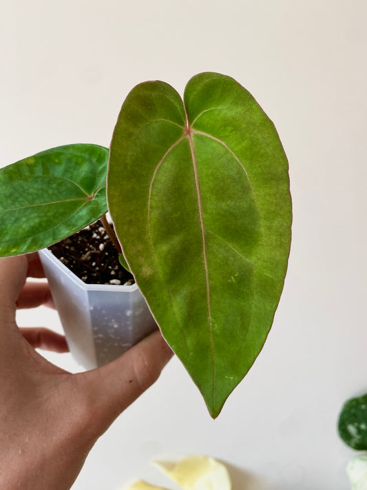 Anthurium (Carlablackiae X Dressleri RG) X (Besseae x Papillilaminum) | 7 cm pot [B]